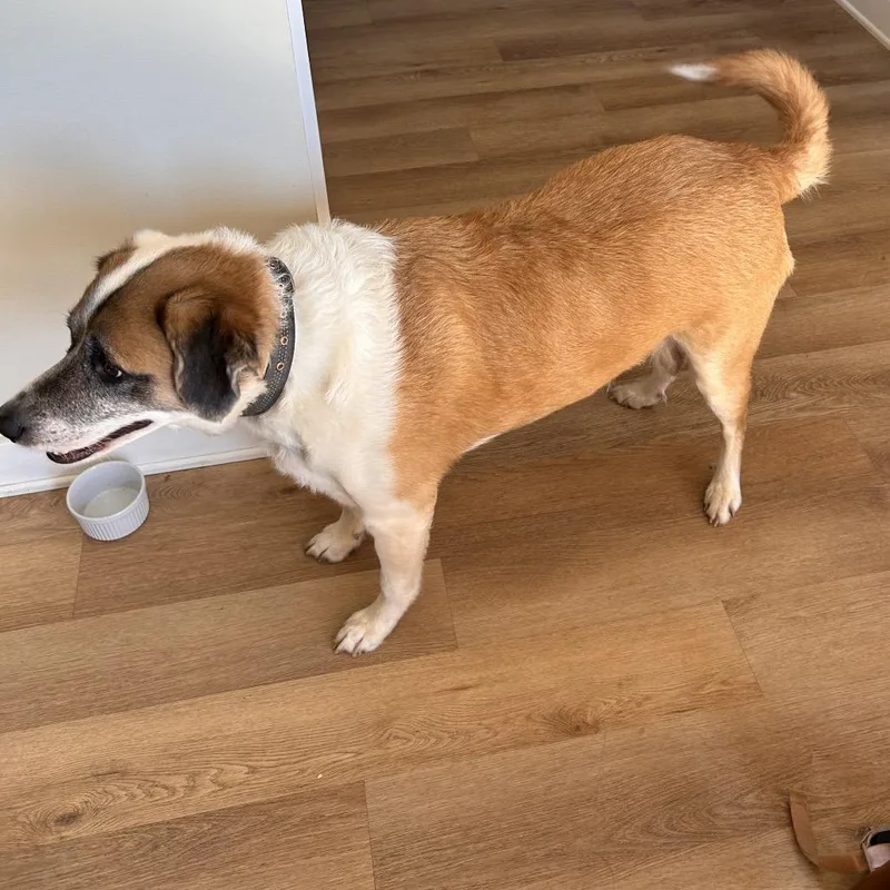 An adult medium-sized male Collie dog named Duke for adoption in Fairfax, VA