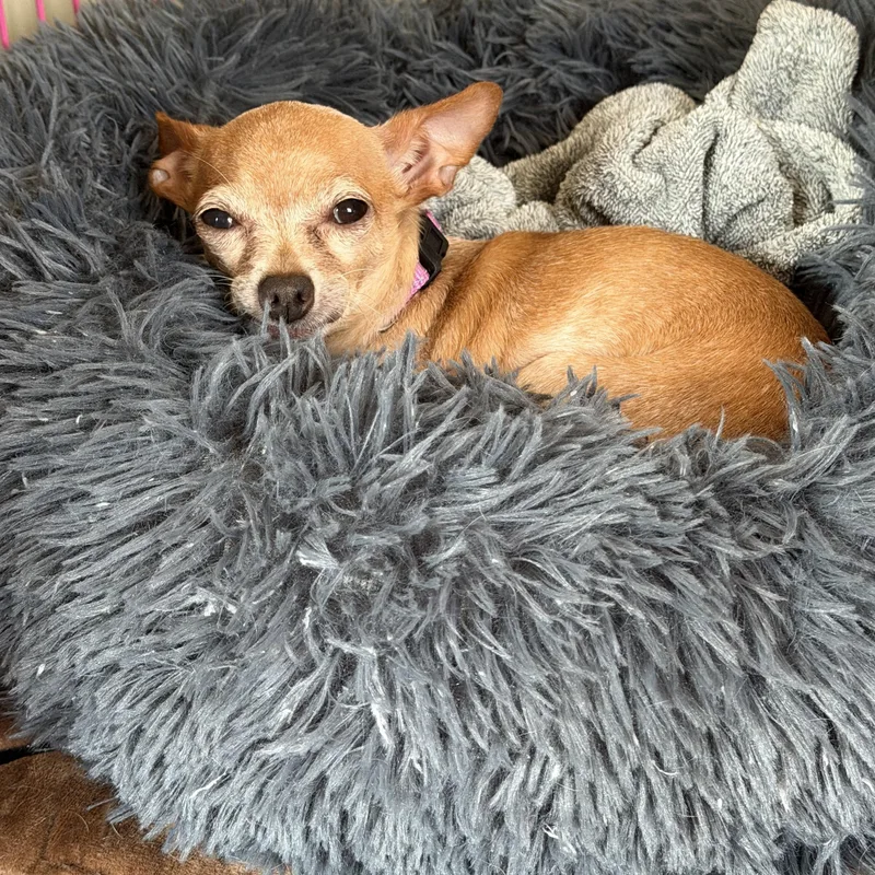A senior small-sized female Chihuahua dog named Nugget for adoption in East Lansing, MI