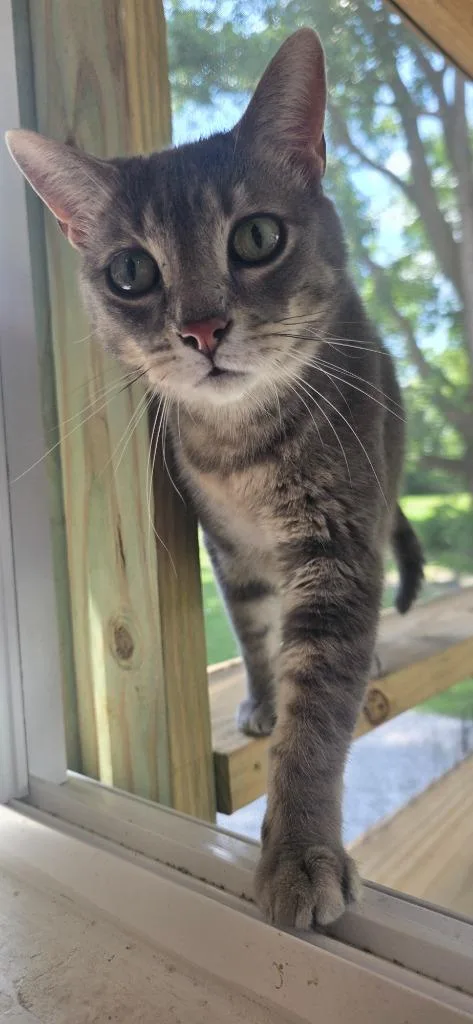A young medium-sized male Domestic Short Hair cat named Ac for adoption in Miami, OK