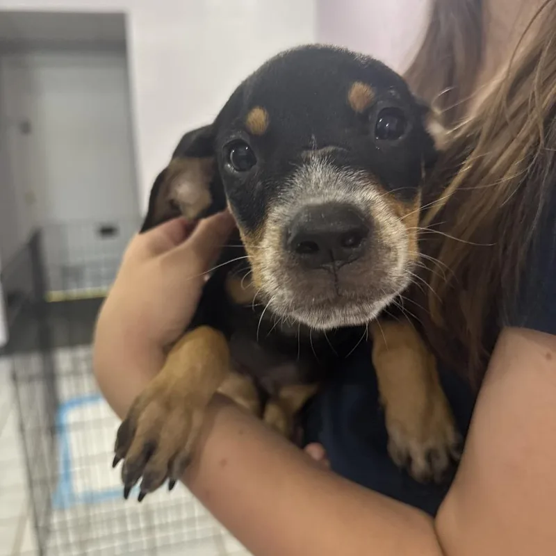 A baby small-sized male Black Pit Bull Terrier dog named Kevin for adoption in West Plains, MO