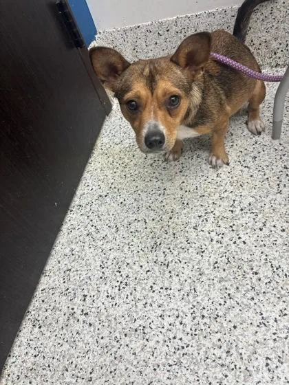 An adult small-sized female Chihuahua dog named Pamela for adoption in Atlanta, GA