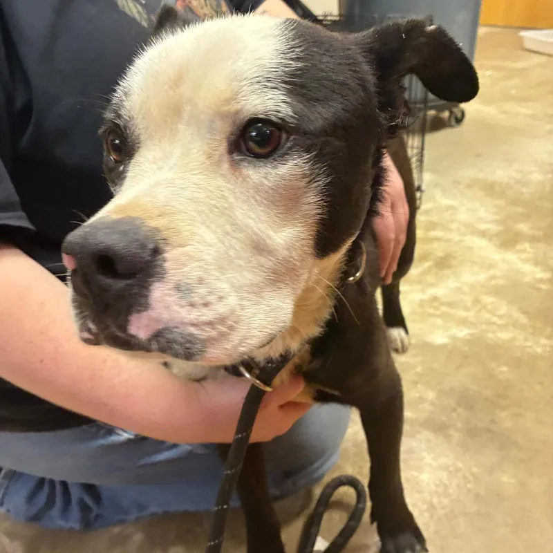 A young medium-sized male Pit Bull Terrier dog named Atlanta  U for adoption in Tupelo, MS