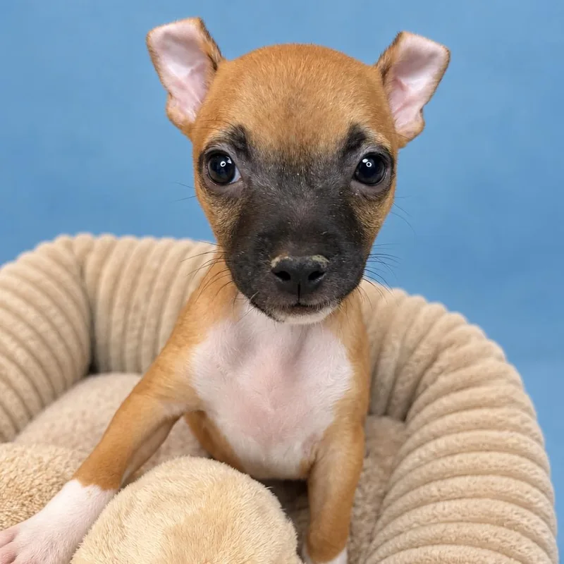 A baby small-sized female Brown / Chocolate Terrier dog named Karen for adoption in San Antonio, TX