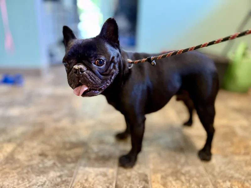 An adult small-sized male Black French Bulldog dog named Potsy for adoption in Anderson, IN