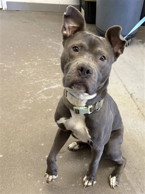 A young large-sized male Pit Bull Terrier dog named Dunston for adoption in Mesa, AZ