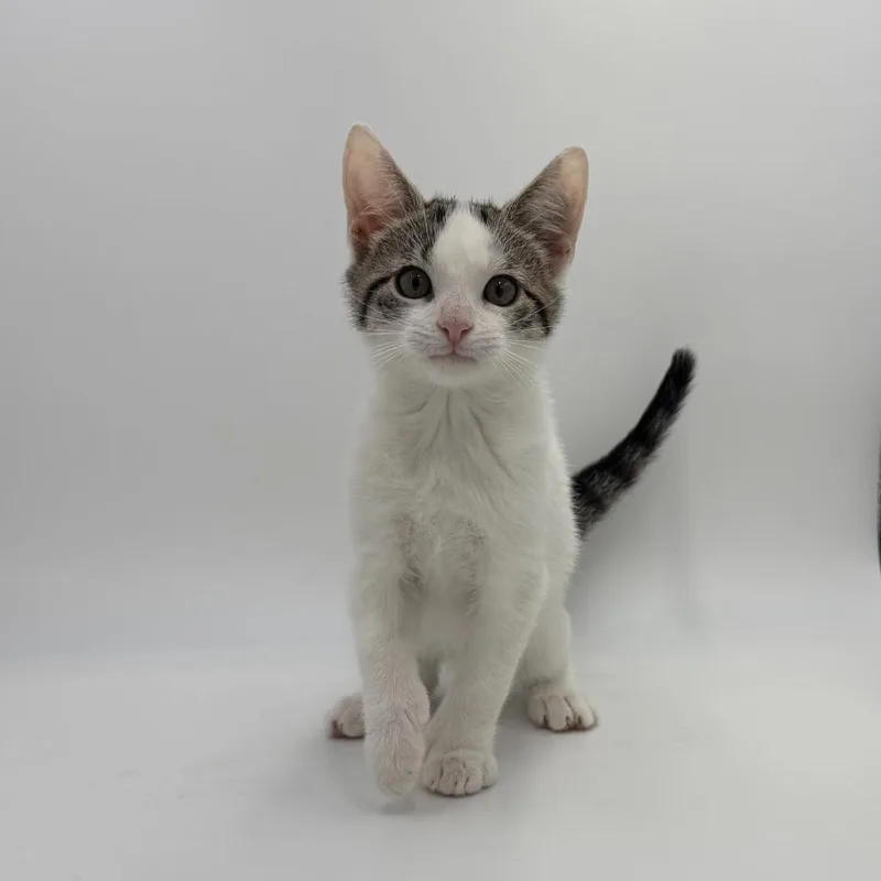 A baby medium-sized male Domestic Short Hair cat named Graffiti Petey for adoption in State College, PA