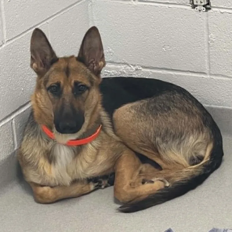 Bonnie