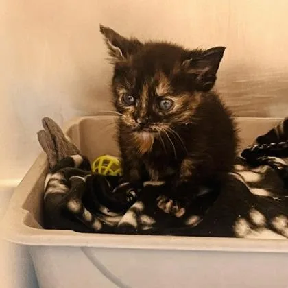 A baby medium-sized female Domestic Short Hair cat named Marci for adoption in Waynesville, NC