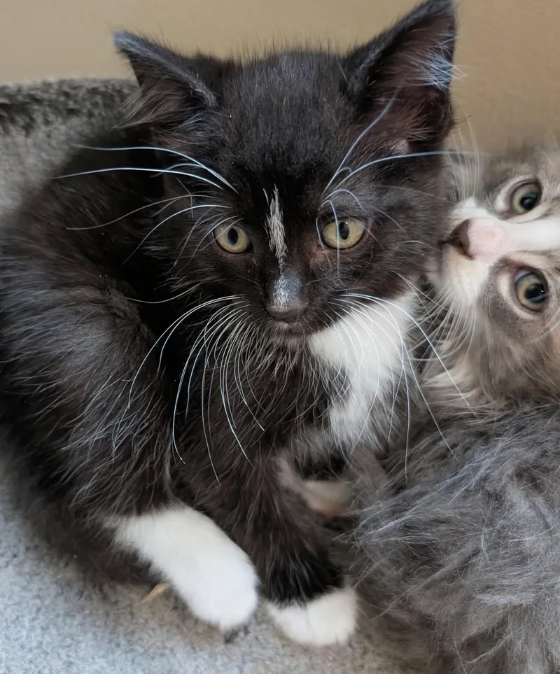 A baby medium-sized male Black & White / Tuxedo Tuxedo cat named Bootsy for adoption in Ypsilanti, MI