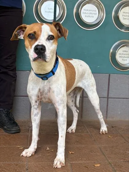 An adult medium-sized female Terrier dog named Honey Lei for adoption in Honolulu, HI