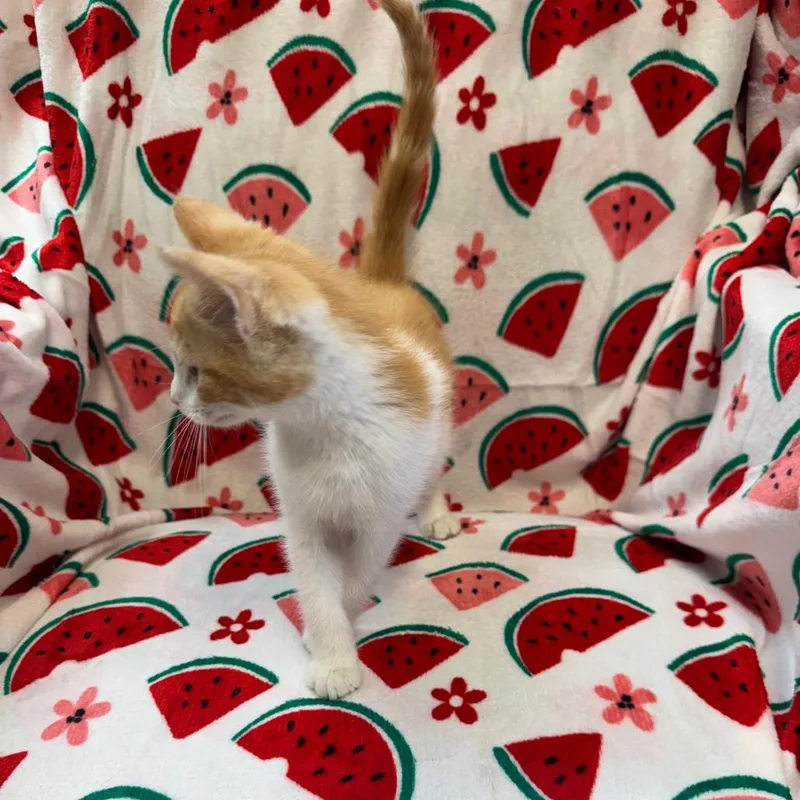 Cashew thumbnail 2