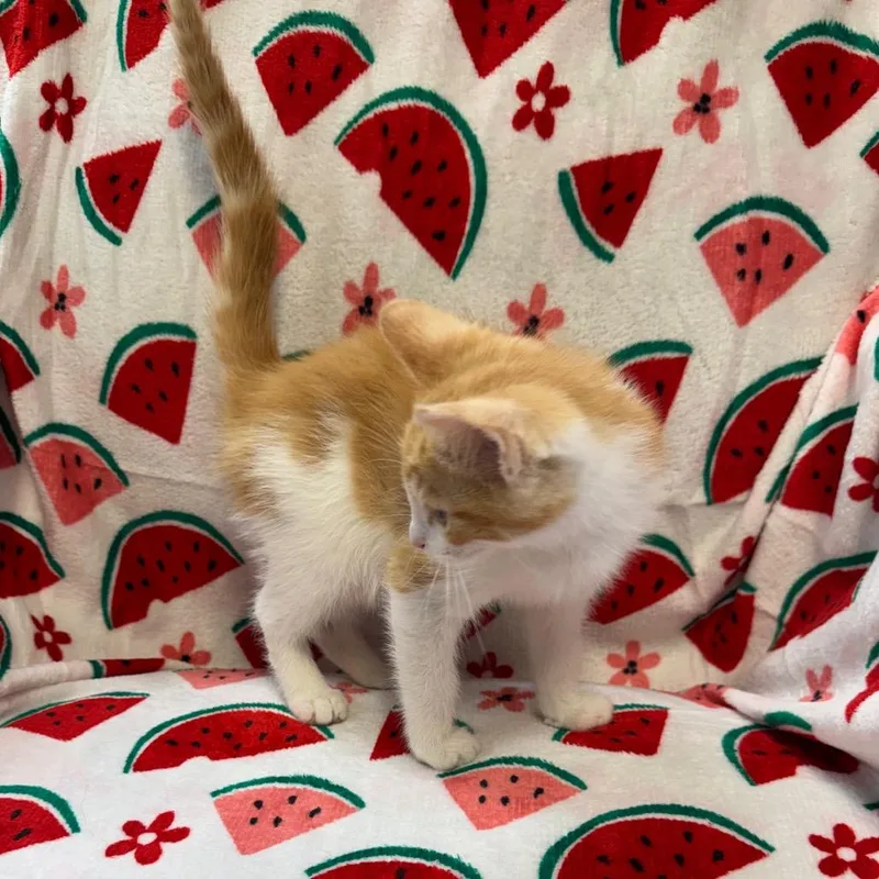 Cashew thumbnail 4