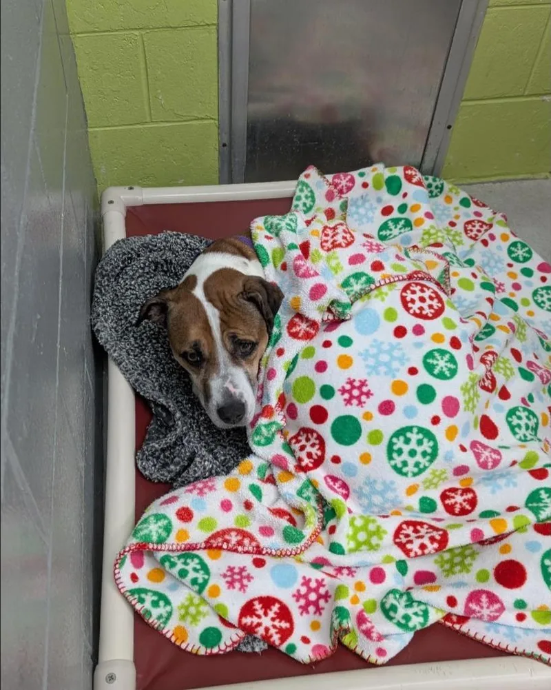 A senior large-sized female Terrier dog named Reesee for adoption in Berlin, MD