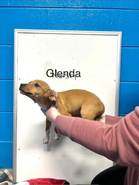 A baby small-sized female White / Cream Feist dog named Glenda for adoption in Muskegon, MI