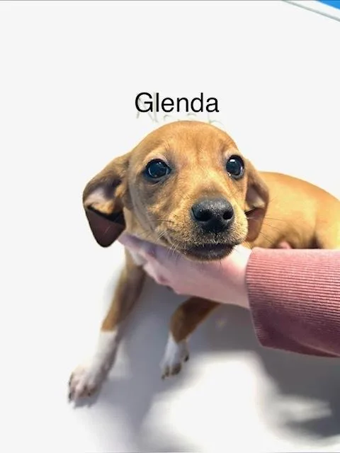 Glenda thumbnail 2
