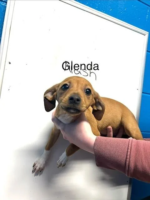 Glenda thumbnail 3
