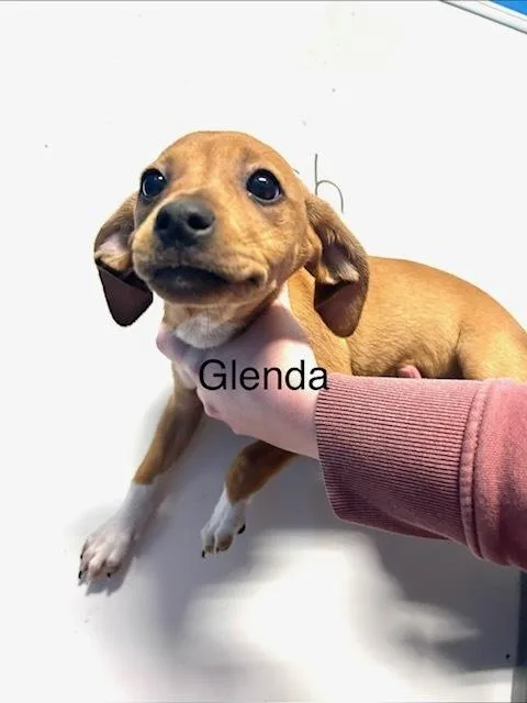 Glenda thumbnail 5