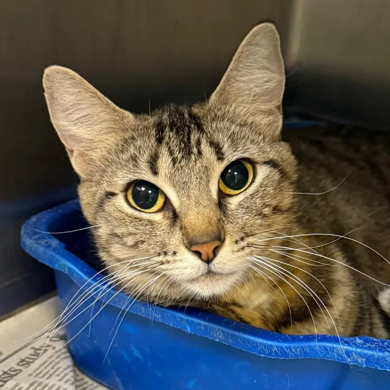 An adult small-sized female Gray / Blue / Silver Domestic Short Hair cat named Nala for adoption in Jacksonville, AR