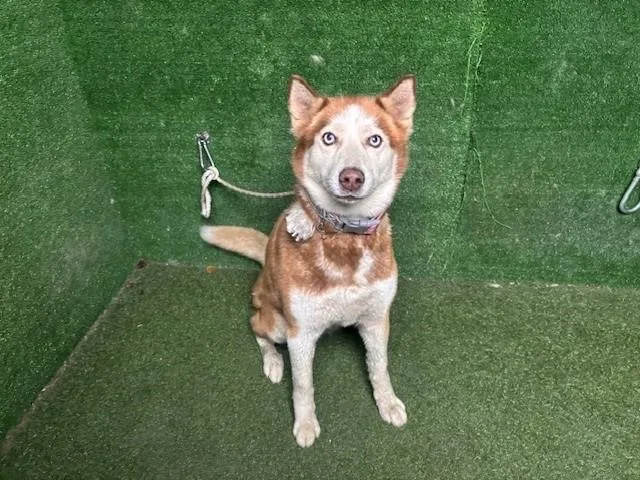 A young medium-sized female Siberian Husky dog named Jellina for adoption in Lancaster, CA