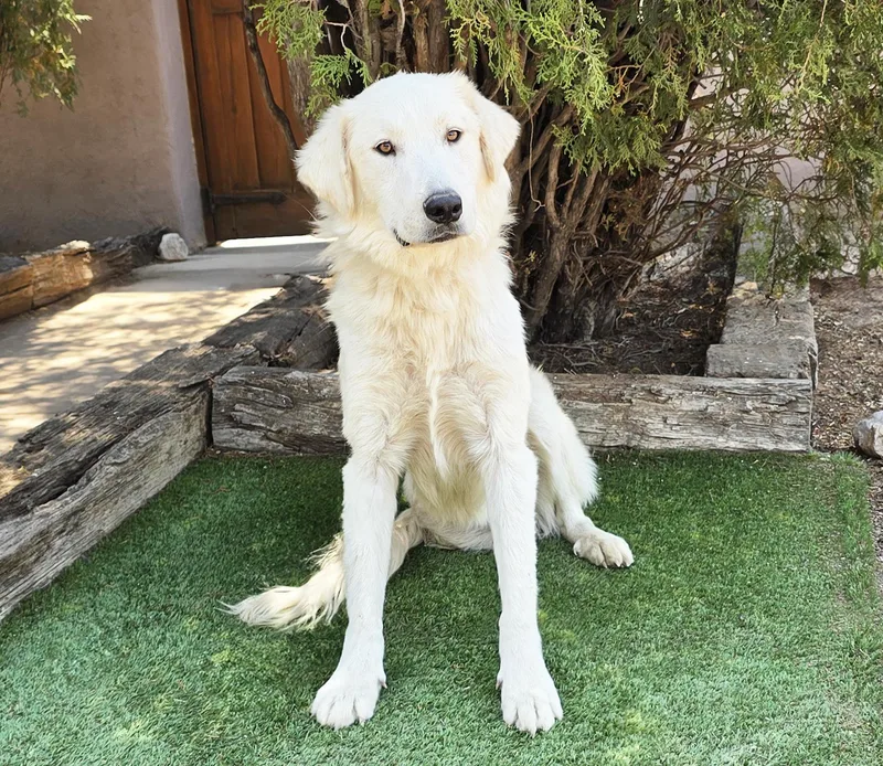 Serene Mr Shaggy Pyr