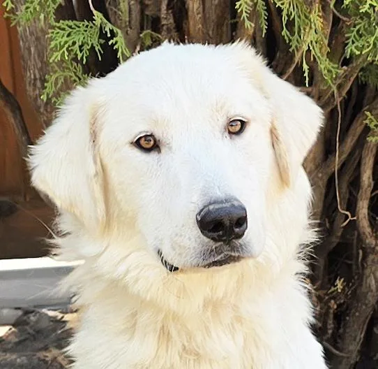 Serene Mr Shaggy Pyr thumbnail 2