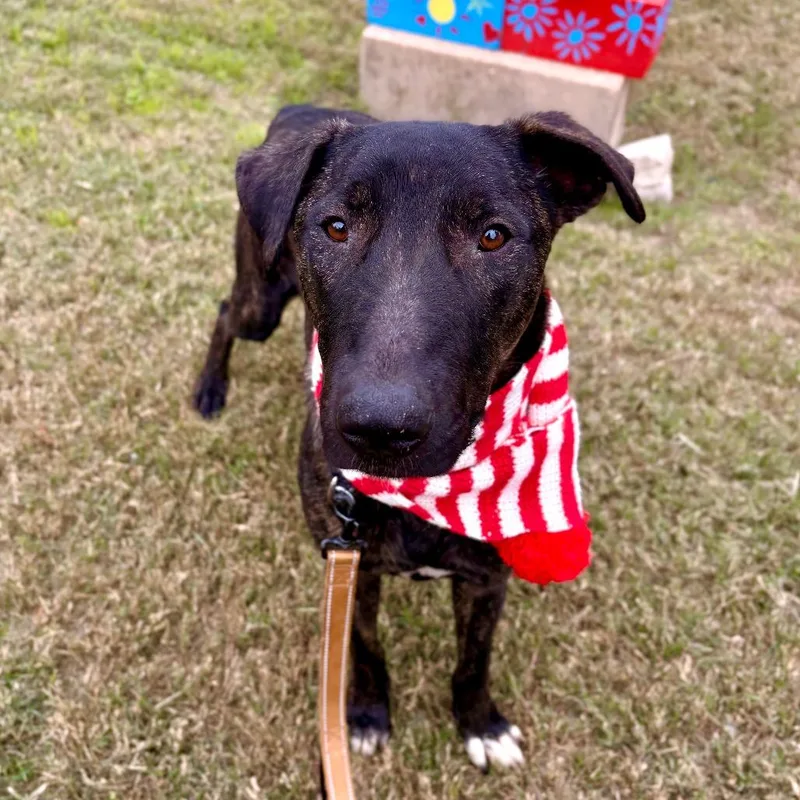 An adult medium-sized male Brindle Belgian Shepherd / Malinois dog named Elm for adoption in Austin, TX