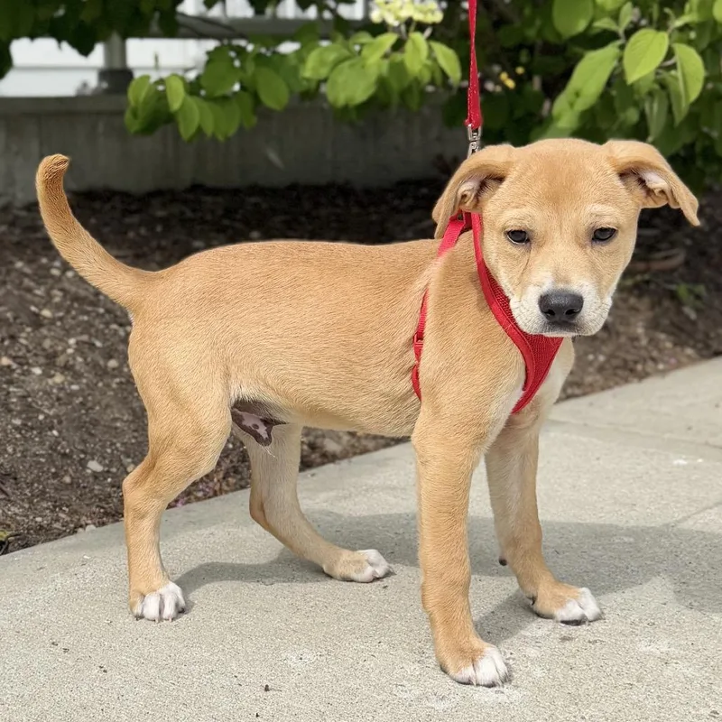 A baby small-sized male Brown / Chocolate Terrier dog named Cornetto for adoption in East Hampton, NY