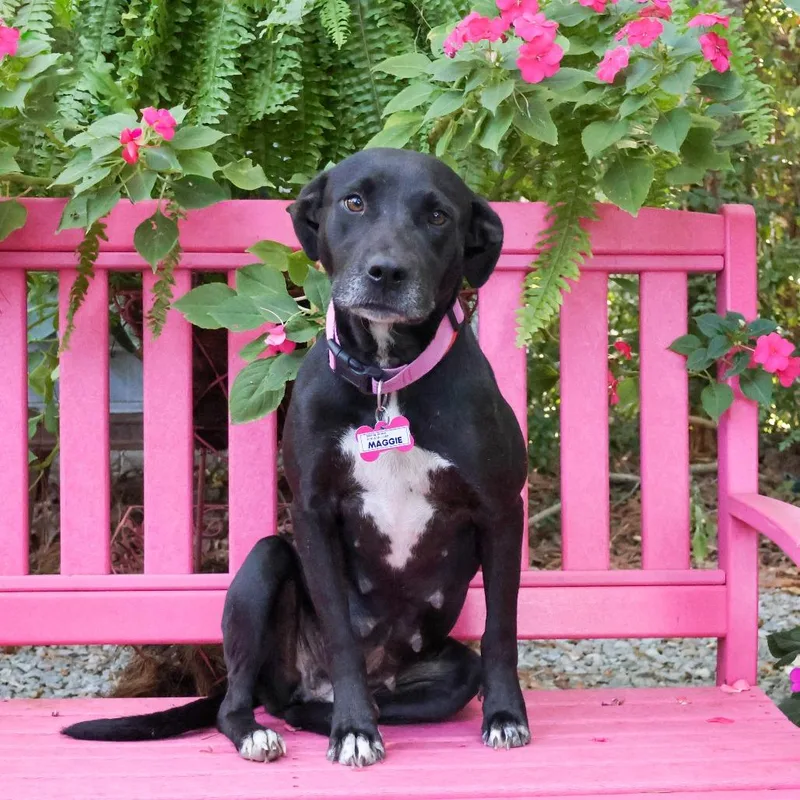 A young medium-sized female Black Labrador Retriever dog named Maggie for adoption in Wake Forest, NC
