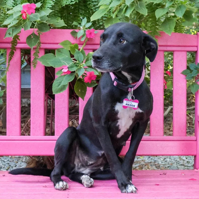 Maggie thumbnail 3