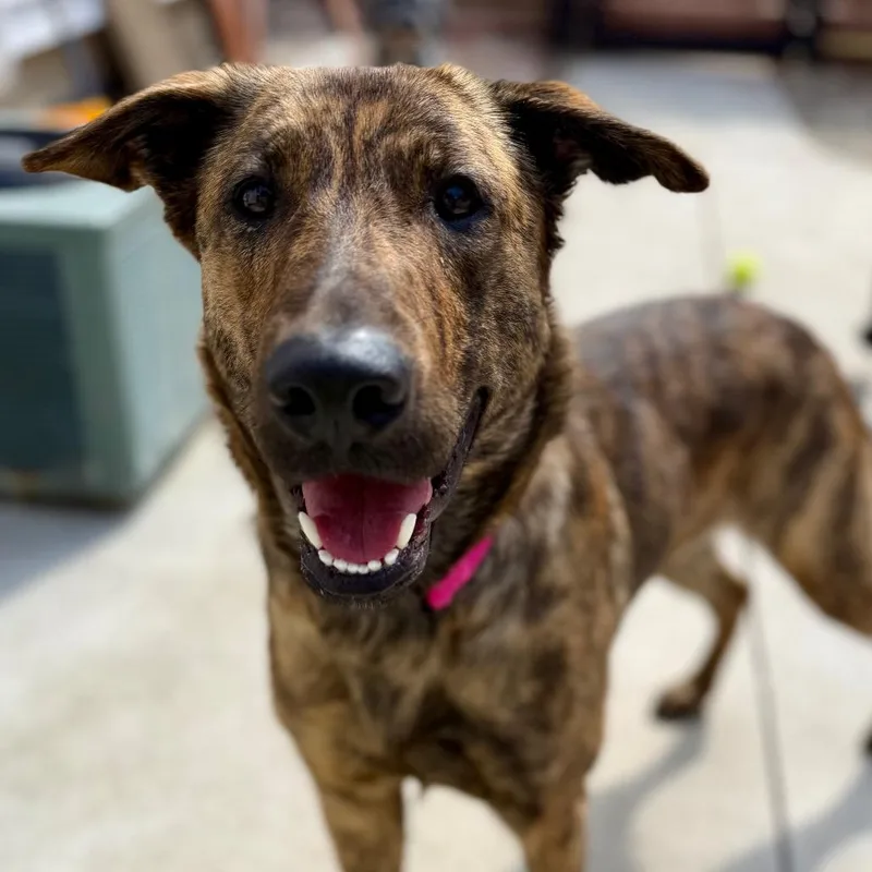 Pandora $ thumbnail 2