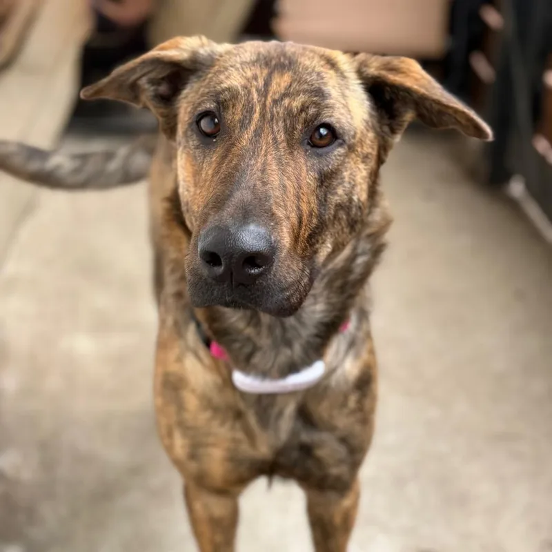 Pandora $ thumbnail 3