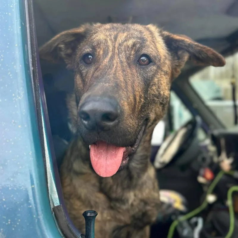 Pandora $ thumbnail 4