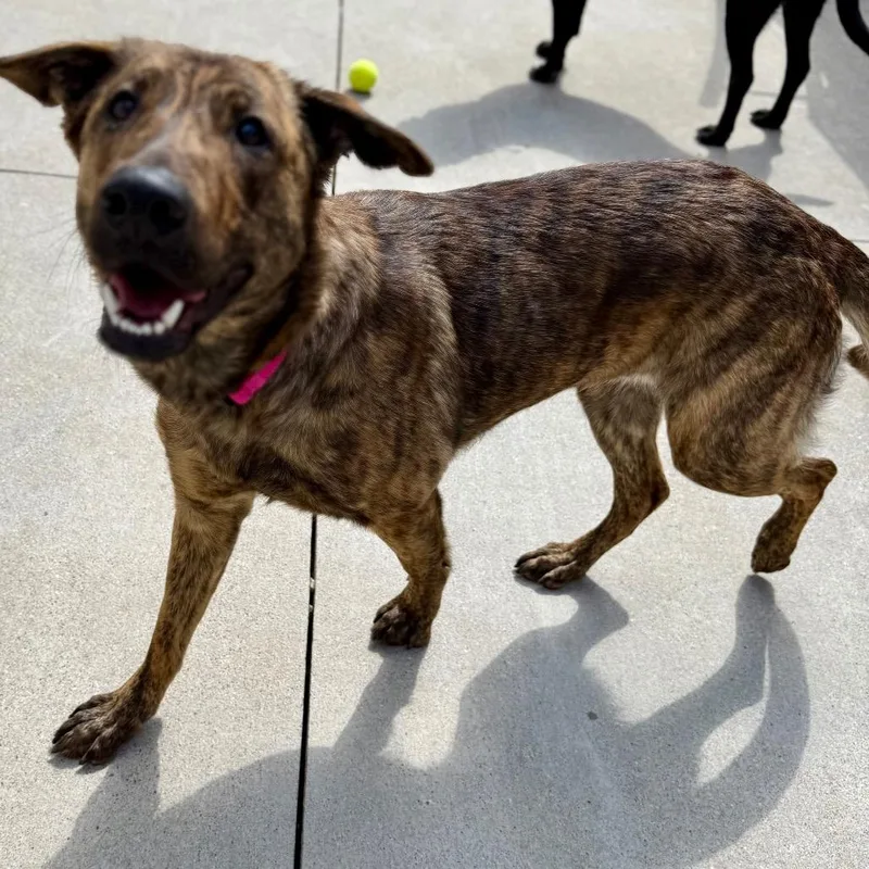 Pandora $ thumbnail 5