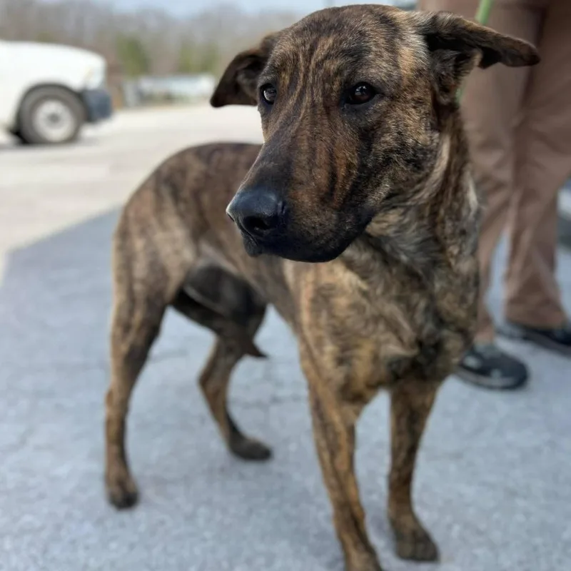 Pandora $ thumbnail 6