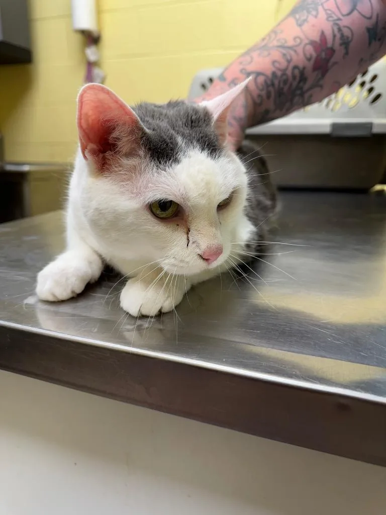 A senior small-sized female Domestic Short Hair cat named Sissy for adoption in Crossville, TN