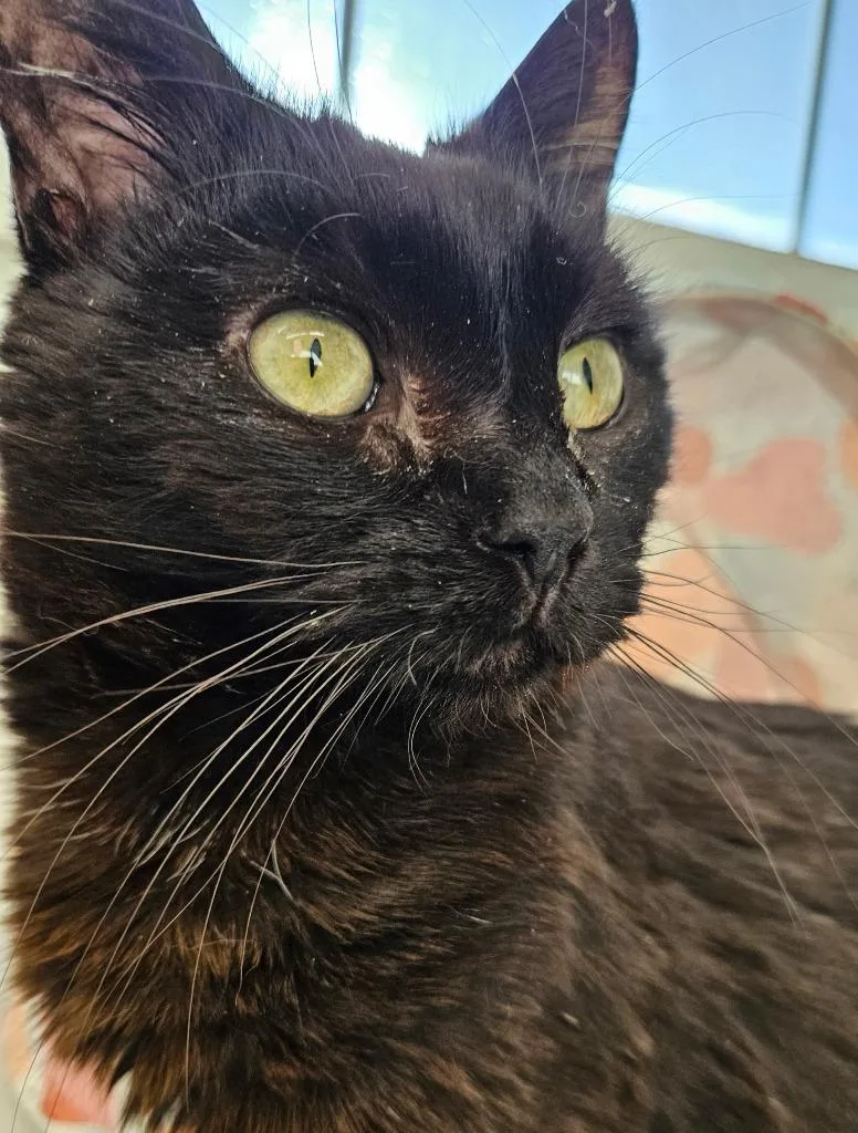 An adult medium-sized male Domestic Short Hair cat named Coco for adoption in Cumberland, ME