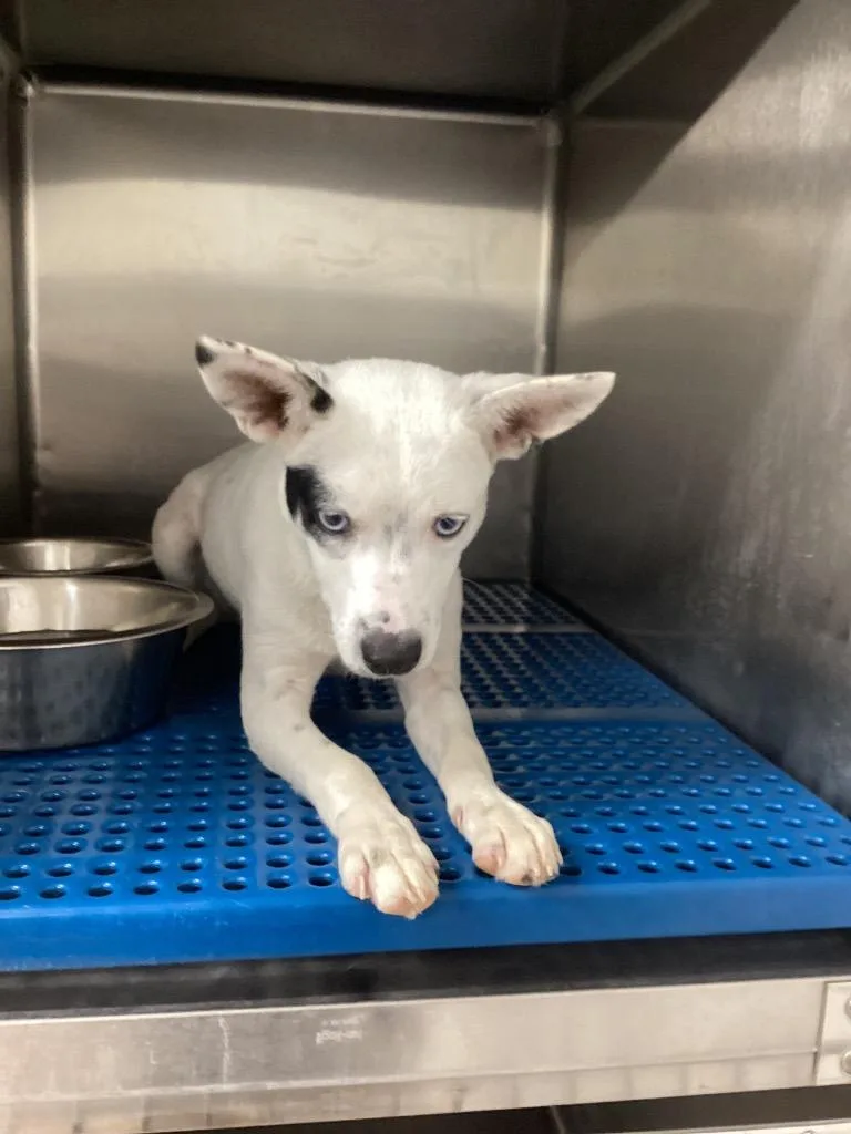 A baby medium-sized male Affenpinscher dog named Koda for adoption in Nacogdoches, TX