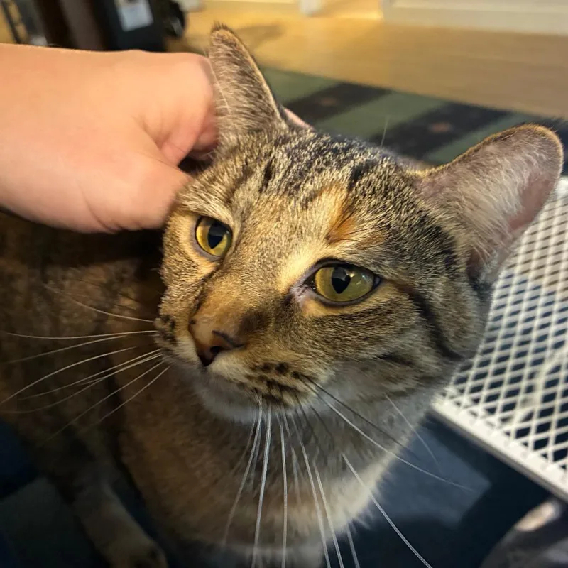 A young medium-sized female Brown / Chocolate Domestic Short Hair cat named Livy C for adoption in Minnetonka, MN