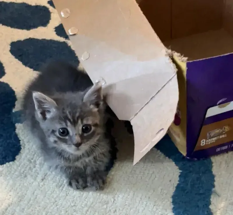 A baby small-sized female Domestic Short Hair cat named Anna for adoption in Grand Rapids, MI