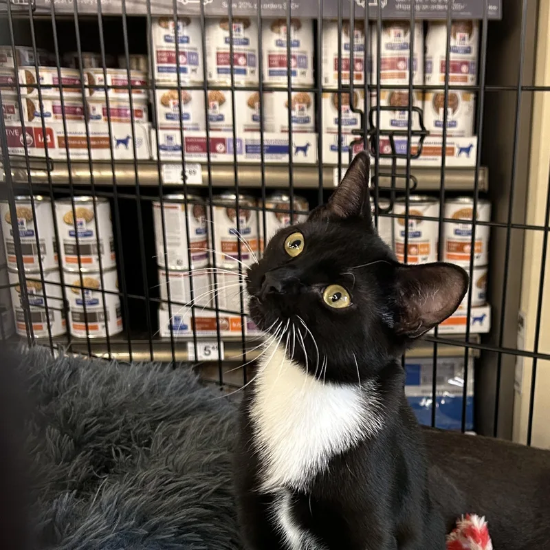 A young medium-sized male Black & White / Tuxedo Domestic Short Hair cat named Domino for adoption in Brooklyn, NY