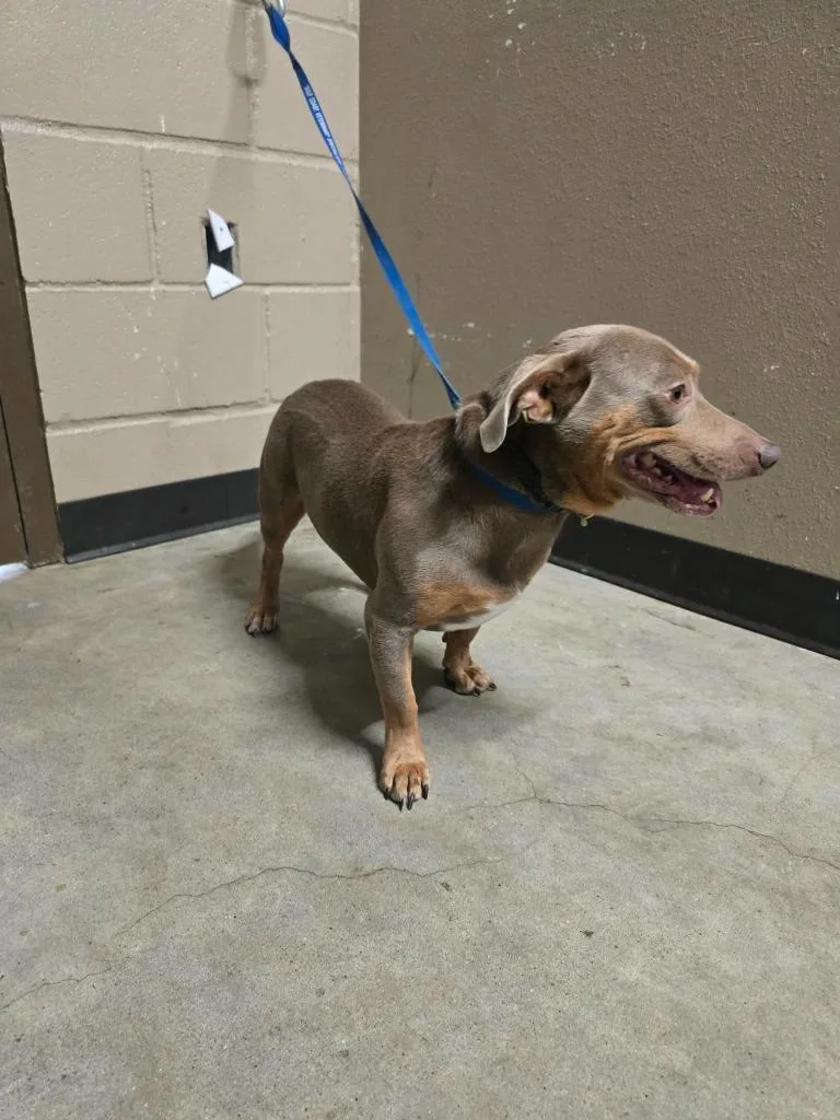 A young medium-sized male Labrador Retriever dog named Author for adoption in Huntsville, TX