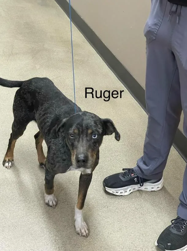 Ruger
