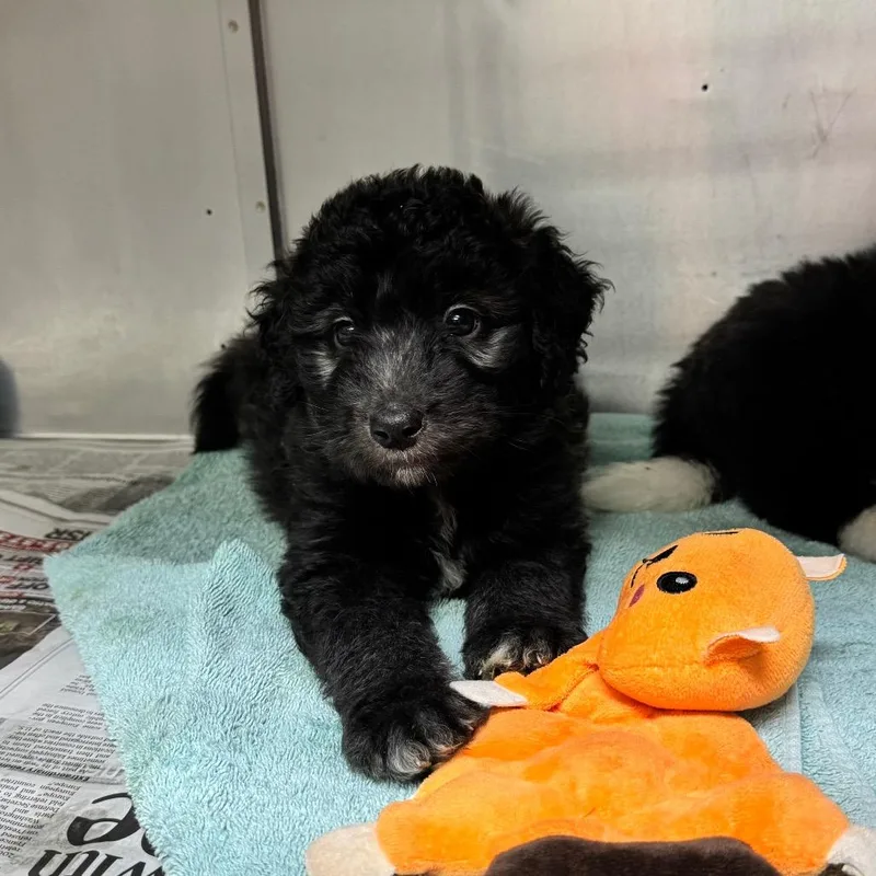 A baby small-sized female Black German Shepherd Dog dog named Junior Mint PR for adoption in Union, MO