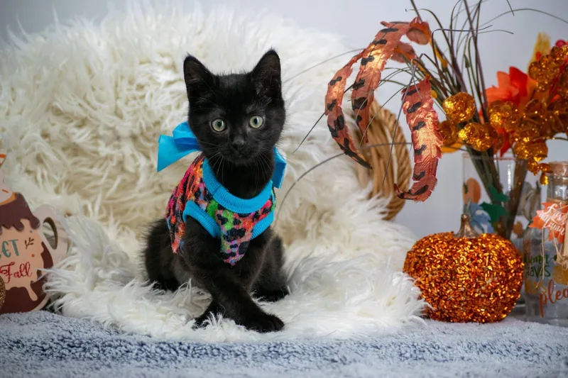 A baby medium-sized female Domestic Short Hair cat named Snickers for adoption in Sevierville, TN