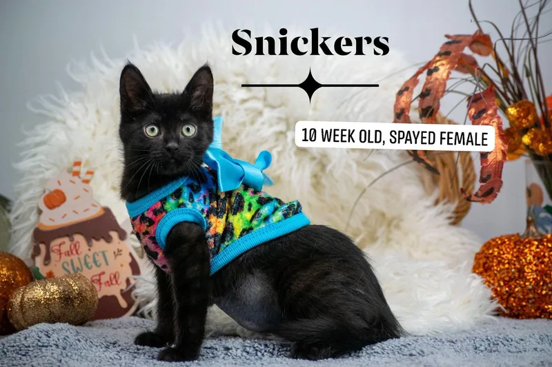Snickers thumbnail 3