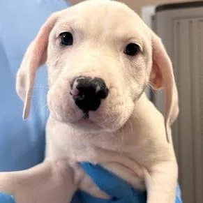 A baby small-sized male White / Cream Mixed Breed dog named Rubble for adoption in Belleville, IL