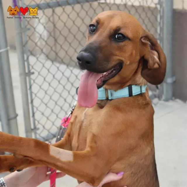 A young medium-sized female Redbone Coonhound dog named Callie for adoption in Aliquippa, PA