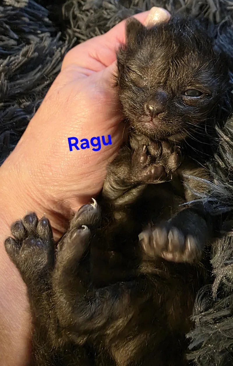 A baby medium-sized male Tabby (Brown / Chocolate) Domestic Short Hair cat named Ragu for adoption in Jamesville, NY