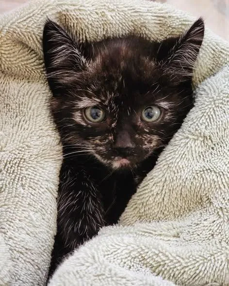 A baby medium-sized female Calico cat named Navy for adoption in Phoenix, AZ