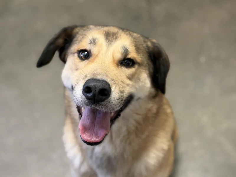 An adult medium-sized male German Shepherd Dog dog named Percy for adoption in Tulsa, OK